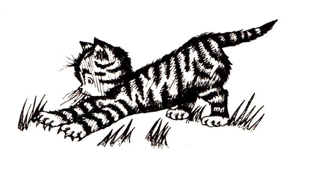 File:Tabby.jpg