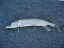 Silver pike