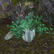 ThornyStankroot