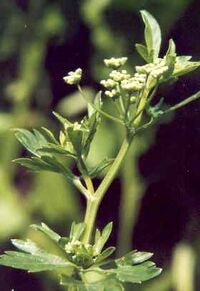 Apium graveolens.jpg