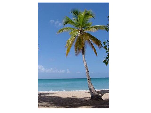 File:Palm Tree.jpg