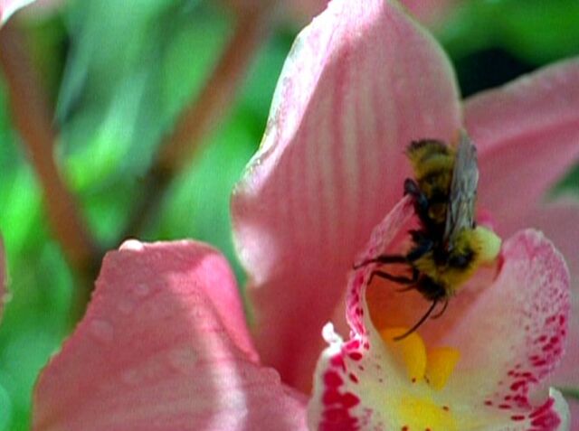 File:Bee (1995).jpg