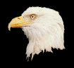 Kartal.gif