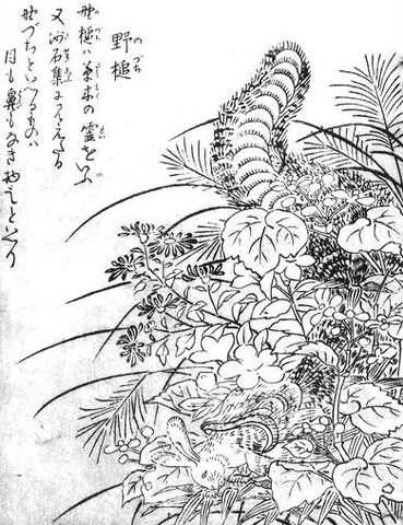 File:SekienNodzuchi.jpg