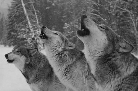 檔案:Wolves-howling.jpg