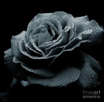 490px-Rose-in-the-rain-james-yang