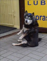 Sitting dog 04