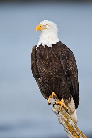 File:Jimperched.jpg