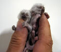 Thumbnail for version as of 16:15, June 8, 2012