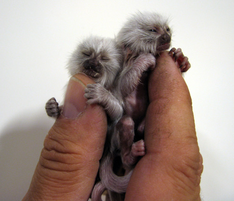 File:Albino-pygmy-marmoset.jpg