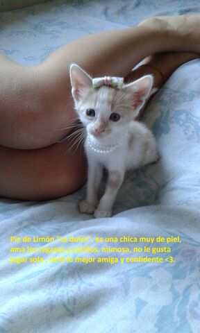 Archivo:20151217 195225.jpg