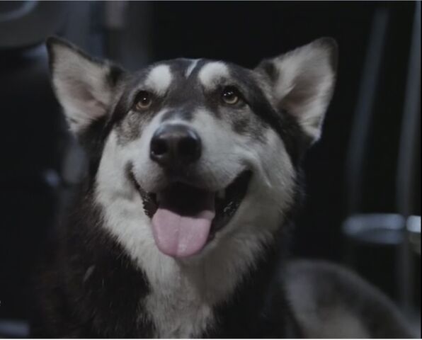 File:Pup.jpg