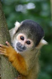 File:Squirrel monkey.jpg