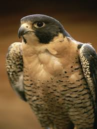 File:Falcon.png