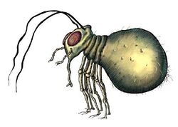 Bollog Flea