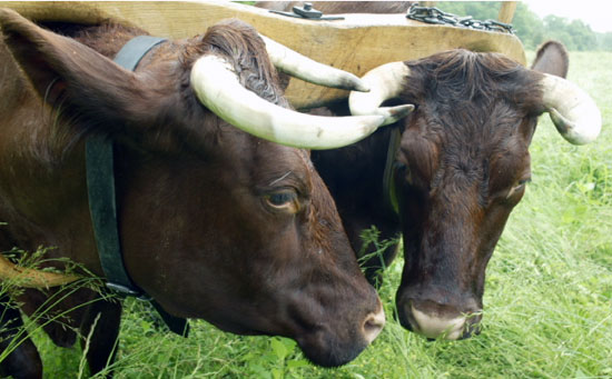 File:Oxen1.jpg