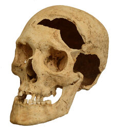 Skull damaged by a sword