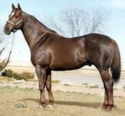 Horse one
