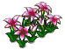 White Flower Bed