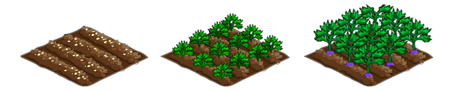 File:Turnip stages.png