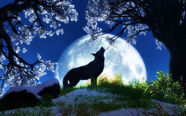 File:Cool-wolf-animal-wallpaper-hd.jpg