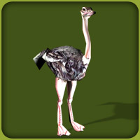 File:Ostrich.jpg