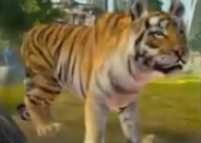 ZTXbox - Siberian Tiger