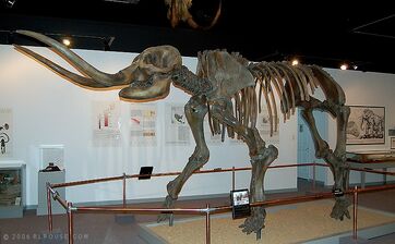 American-mastodon