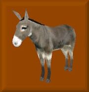 WildBurro