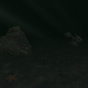 Preview benthic