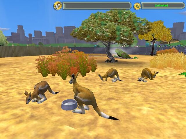 File:Northern Nailtailed Wallaby.jpg