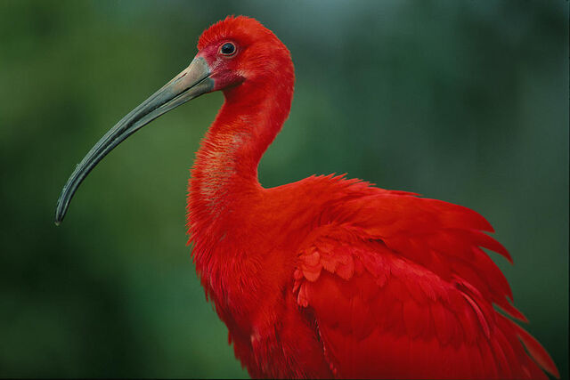 File:Portrait-of-a-captive-scarlet-ibis-joel-sartore.jpg