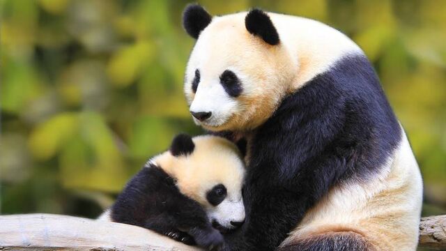 Plik:Panda wielka.jpg