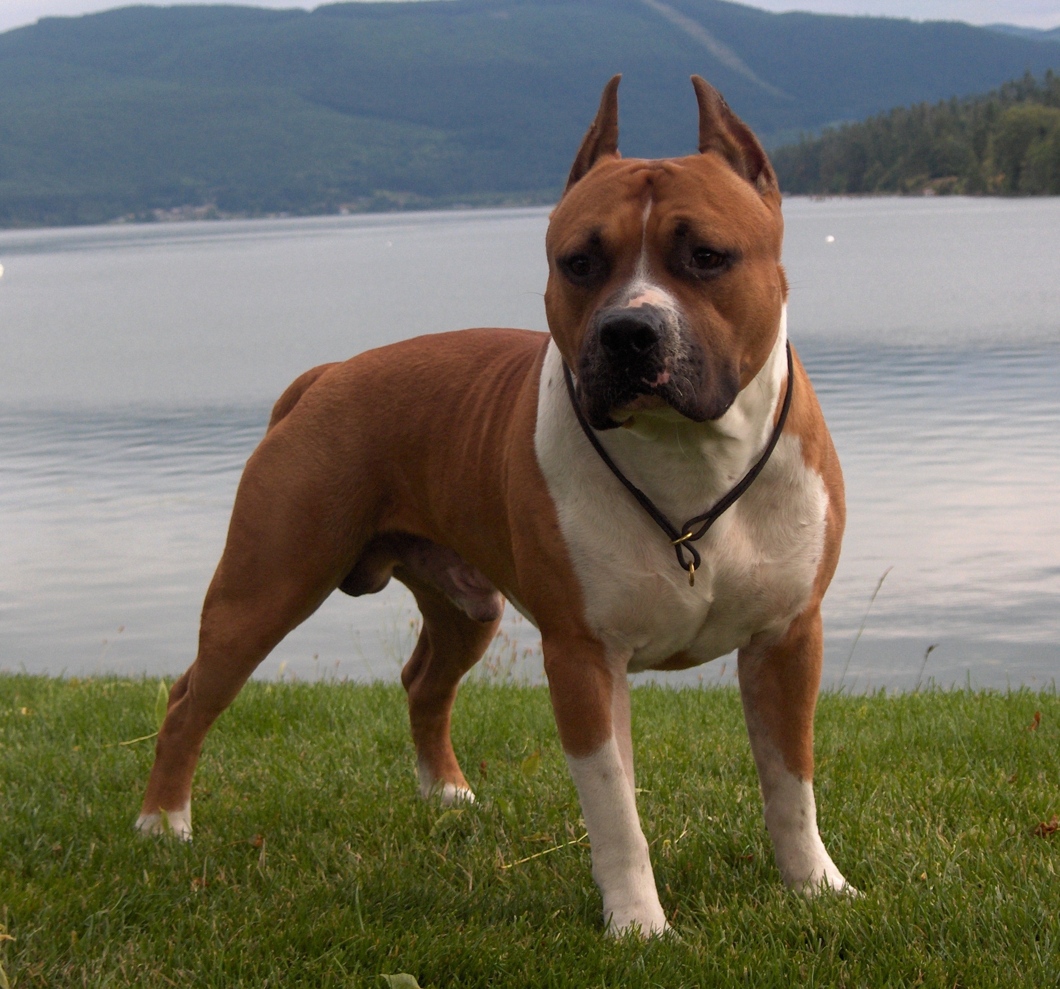 american staffordshire terrier