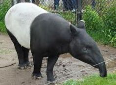 Tapir malajski.jpeg