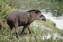 Tapir anta2.jpeg