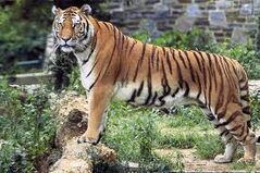 Tygrys bengalski.jpeg