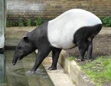 Tapir malajski2.jpeg