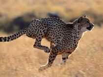 Gepard1.jpeg
